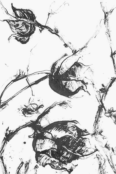 ink drawing, plant with pods, detail